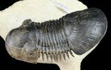 Flying Crotalocephalina & Paralejurus Trilobite Association #57774-6
